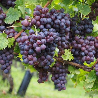 Vitis vinifera Szőlő