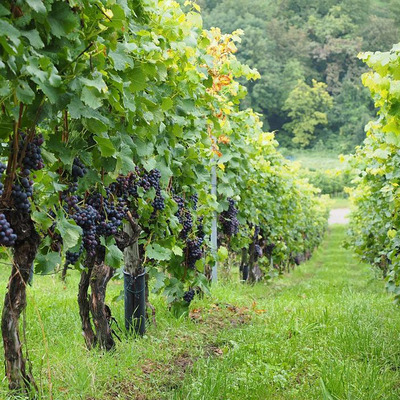 Szőlő Vitis vinifera