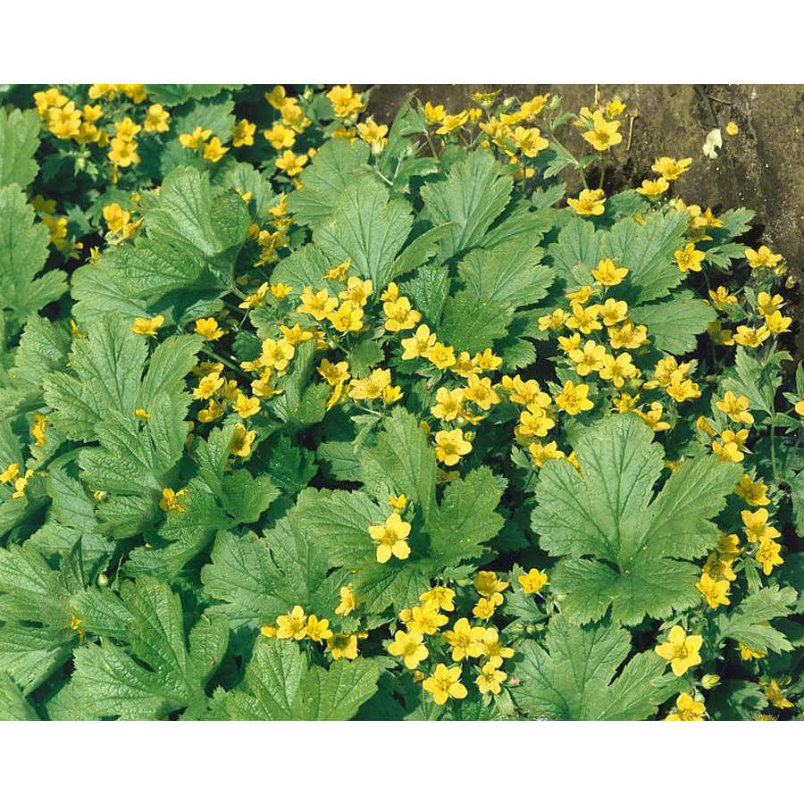 Erdei berkipimp&oacute; Waldsteinia geoides