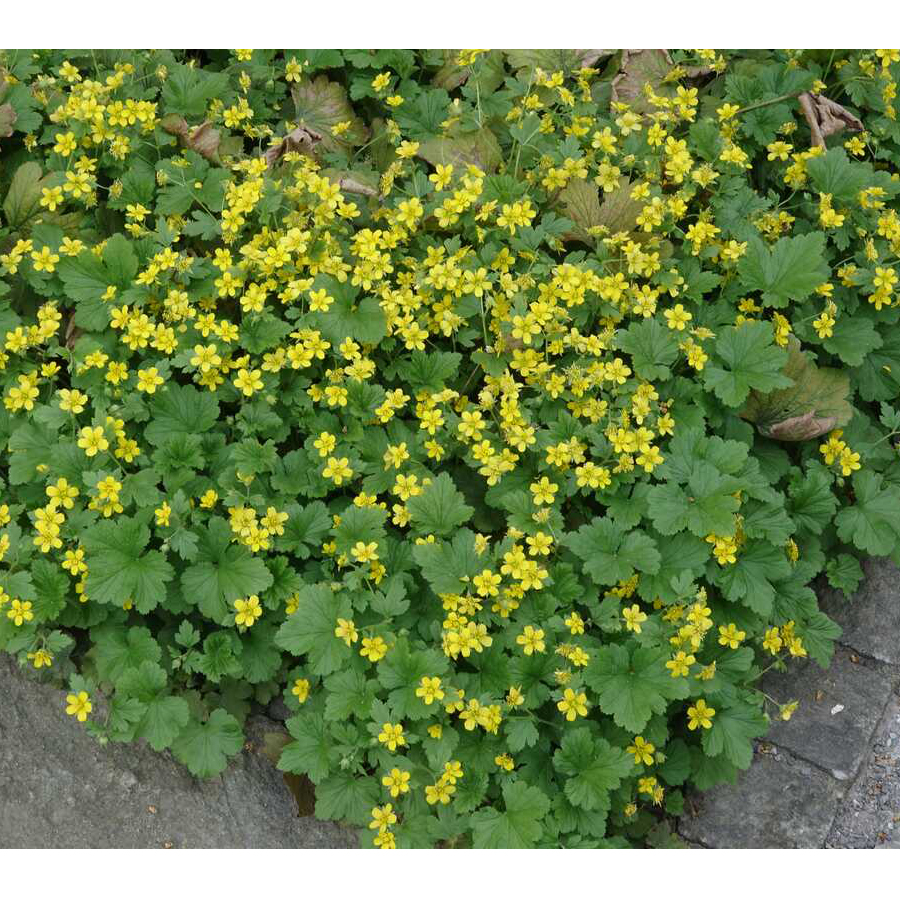Waldsteinia geoides Erdei berkipimp&oacute;