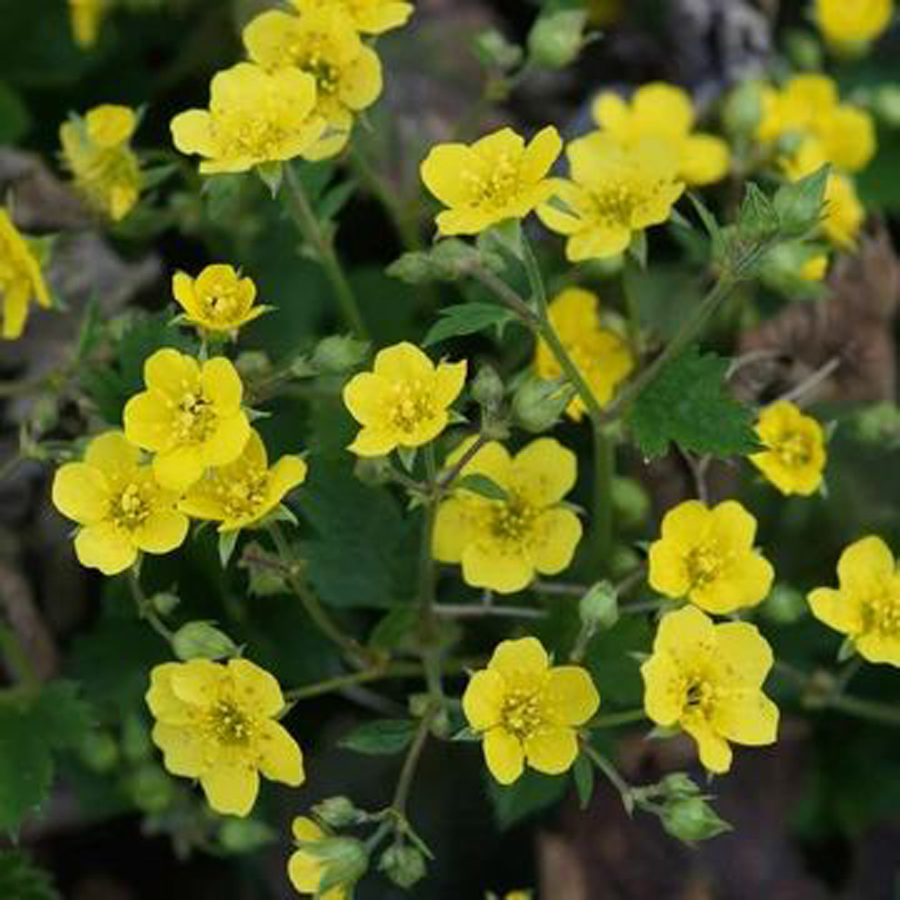 Erdei berkipimp&oacute; Waldsteinia geoides
