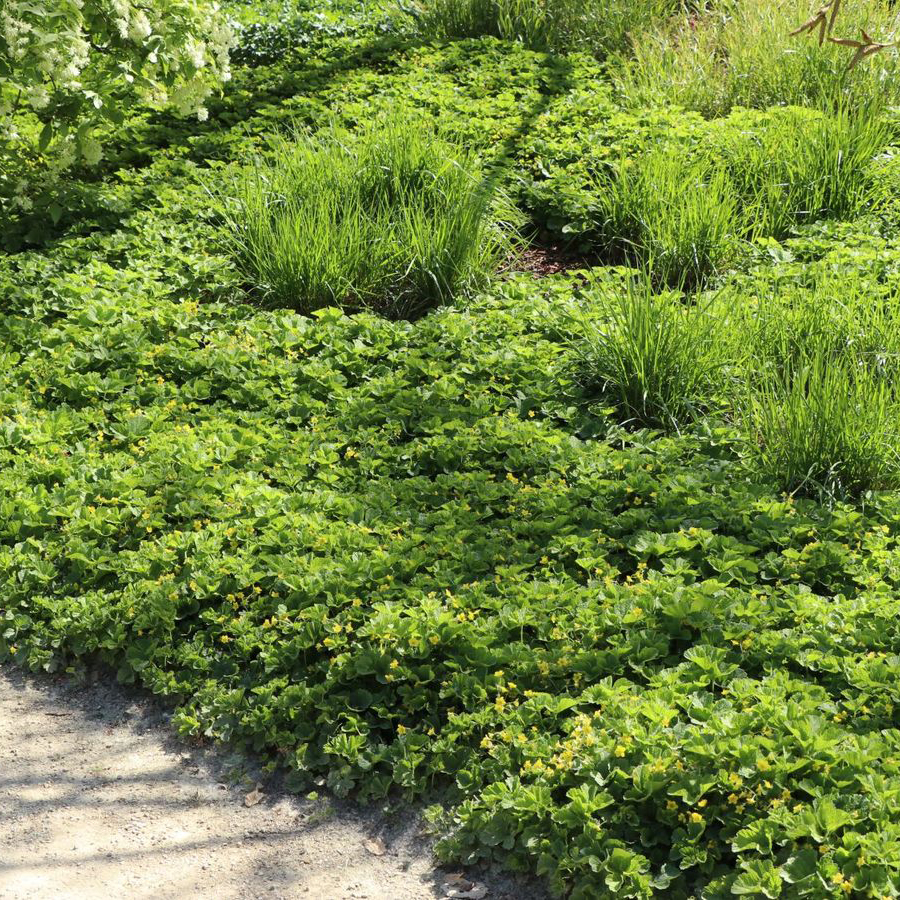 Erdei berkipimp&oacute; Waldsteinia geoides