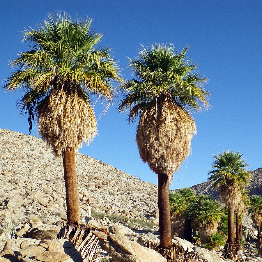 Kaliforniai washington pálma Washingtonia filifera