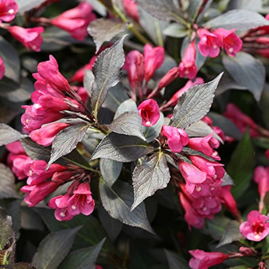 R&oacute;zsalonc Weigela florida 'Alexandra'