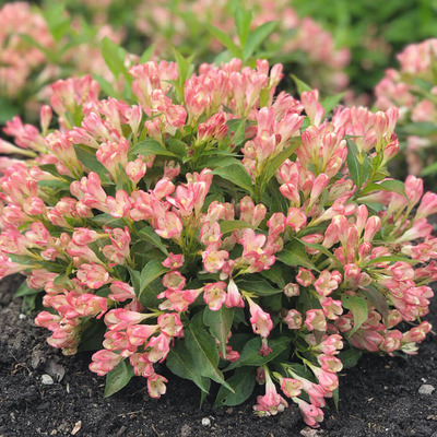 Weigela florida 'All Summer Peach' Rózsalonc