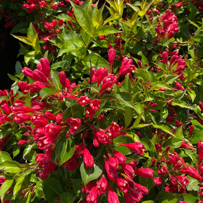 Weigela florida 'All Summer Red' Rózsalonc