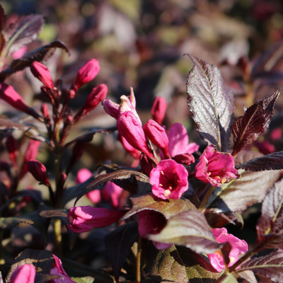 Weigela florida 'Minor Black' Rózsalonc