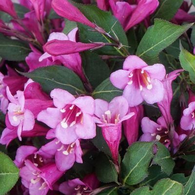 Weigela florida 'Minuet' Rózsalonc