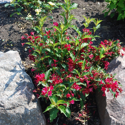 Weigela florida 'Red Prince' Rózsalonc