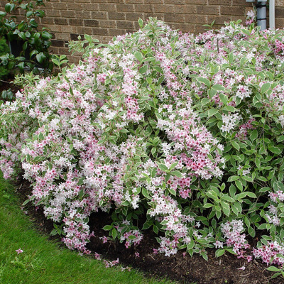 Weigela florida 'Variegata' Rózsalonc