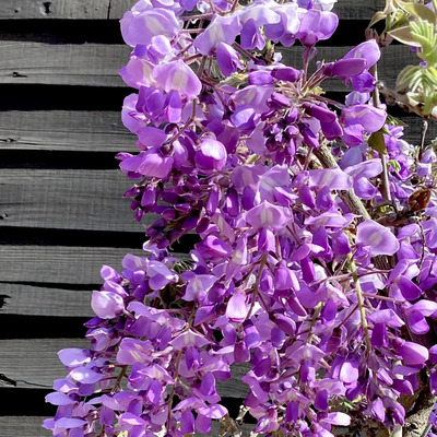Wisteria brachybotris 'Iko Yama Fuji' Illatos lilaak&aacute;c