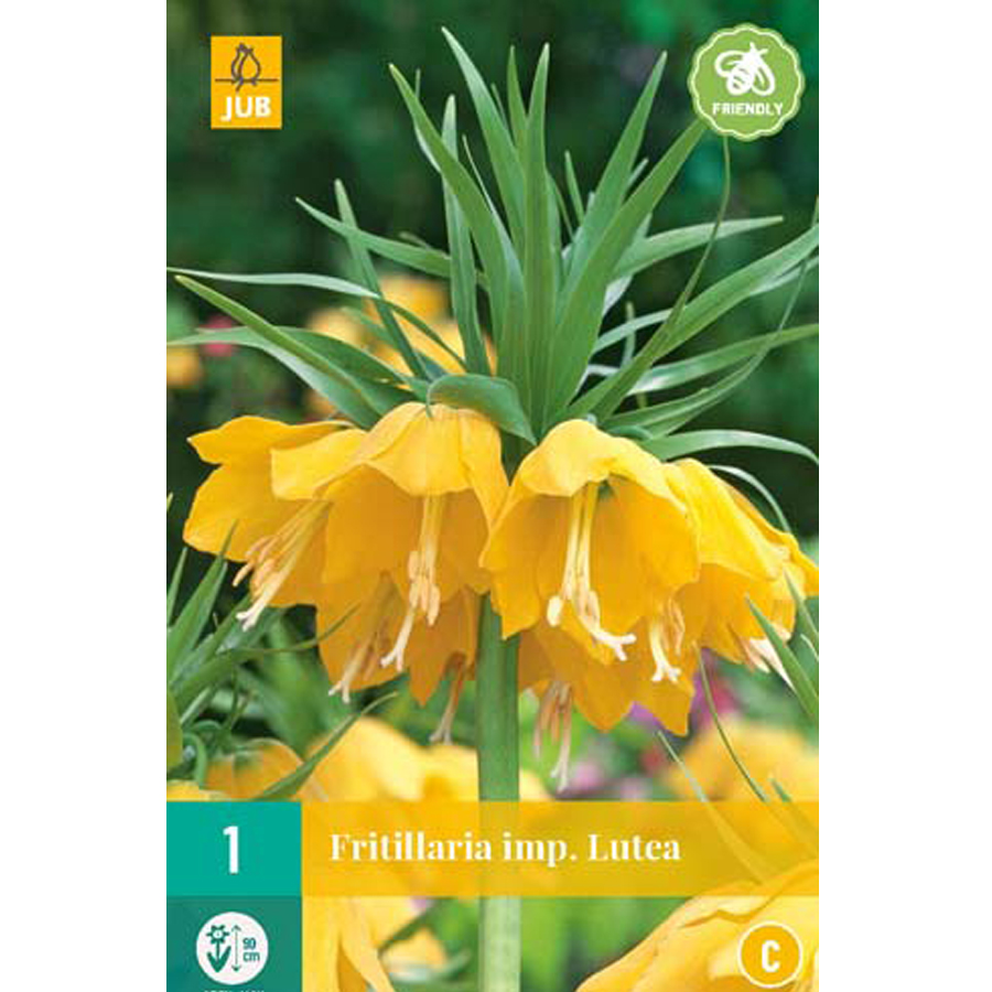 Fritillaria imperialis 'Lutea' (1 db/cs)