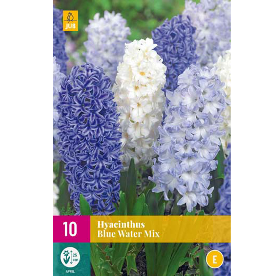 Jácint 'Blue Water' mix Hyacinthus 'Blue Water' mix (10 db/cs)