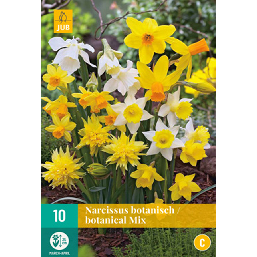 Nárcisz Botanikai mix Narcissus Botanical mix (10 db/cs)