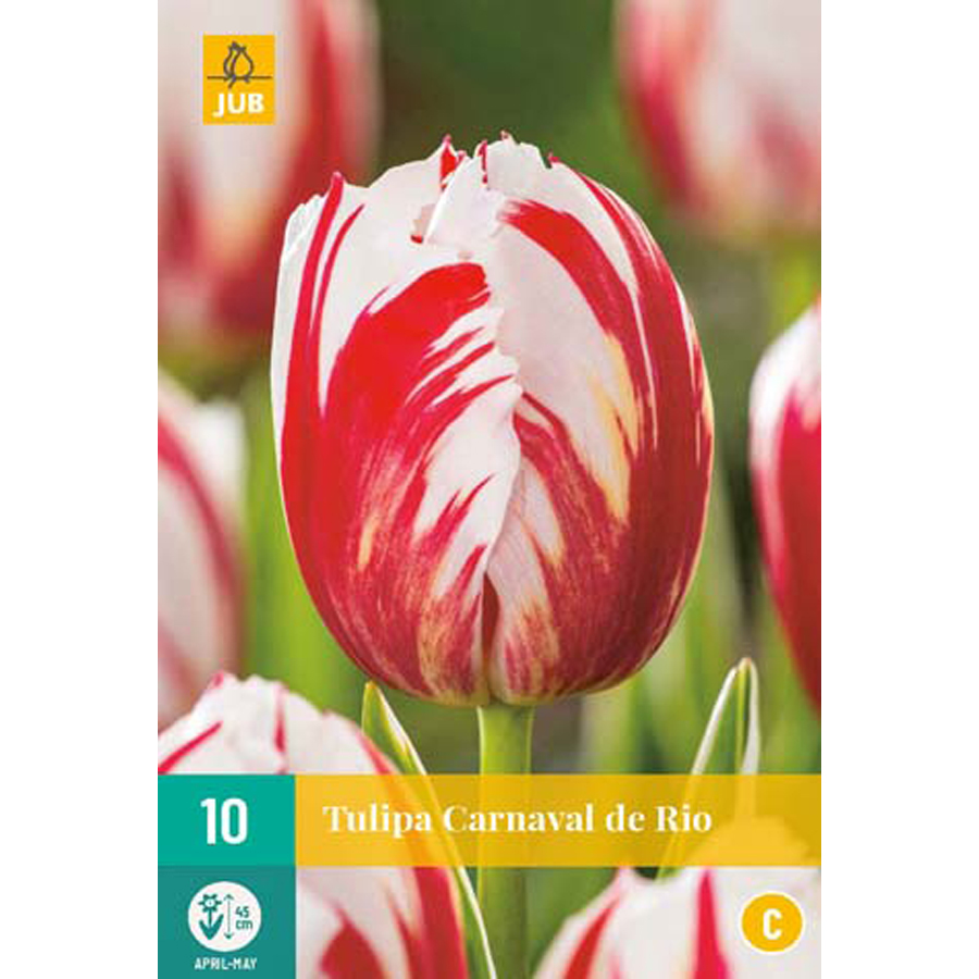 Tulipán 'Carnaval de Rio' Tulipa 'Carnaval de Rio' (10 db/cs)