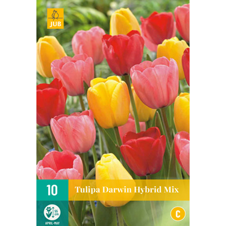 Tulipán 'Darwin hybrid' mix Tulipa 'Darwin hybrid' mix (10 db/cs)