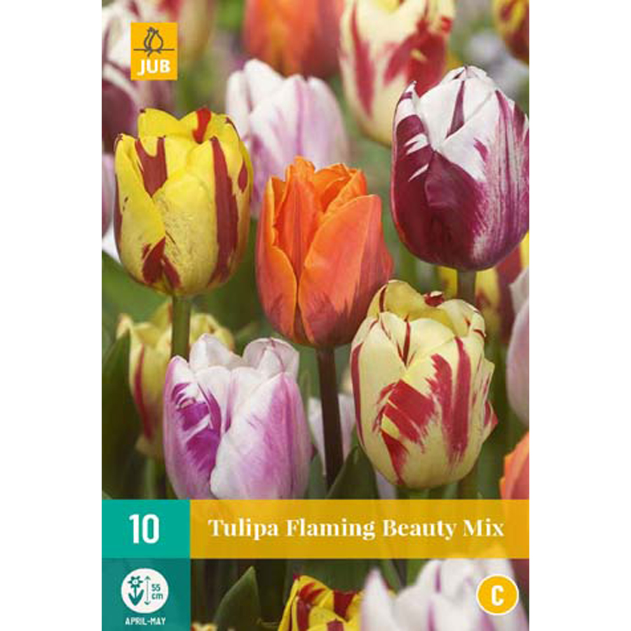 Tulipán 'Flaming Beauty' mix Tulipa 'Flaming Beauty' mix (10 db/cs)