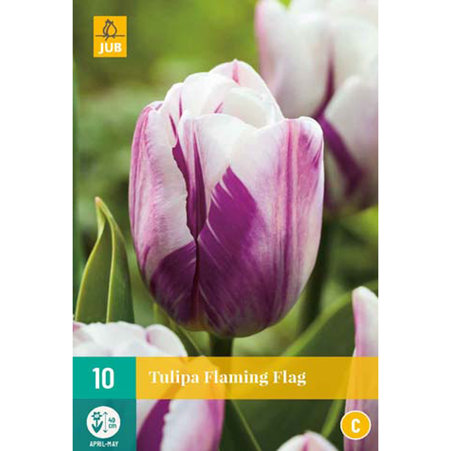 Tulipán 'Flaming Flag' Tulipa 'Flaming Flag' (10 db/cs)