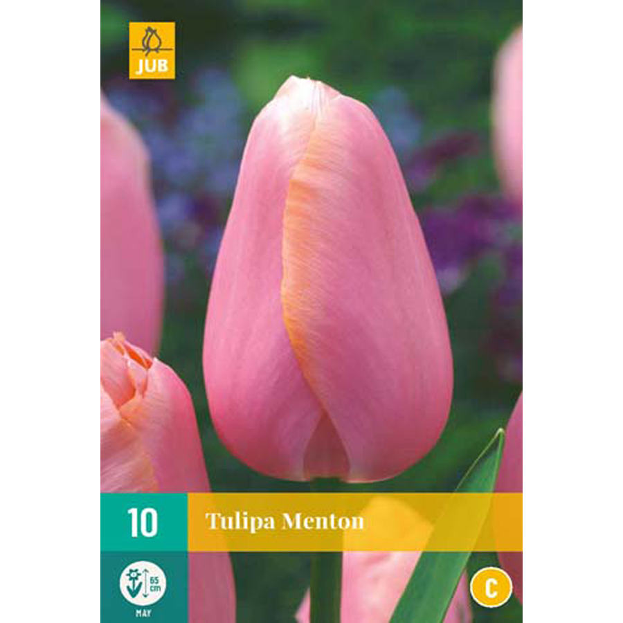 Tulipán 'Menton' Tulipa 'Menton' (10 db/cs)