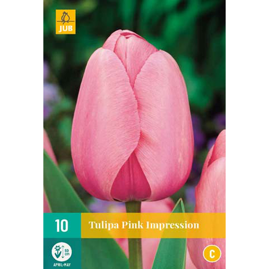 Tulipán 'Pink Impression' (Dar Tulipa 'Pink Impression' (10 db/cs)