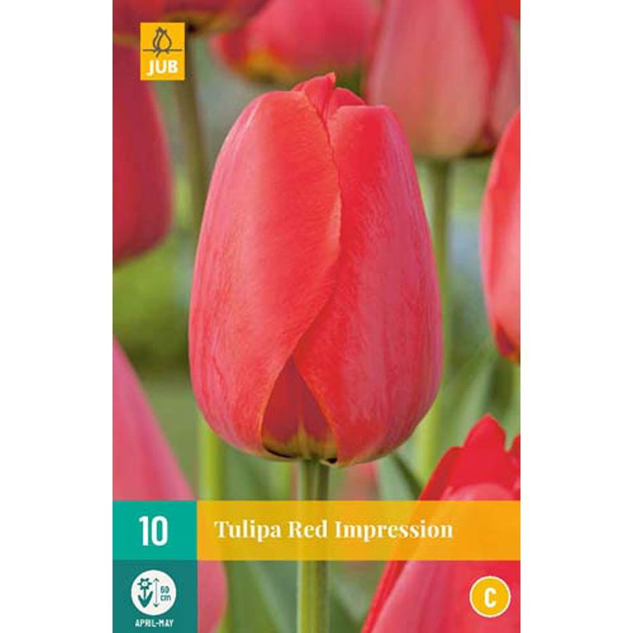 Tulipán 'Red Impression' (Darw Tulipa 'Red Impression' (10 db/cs)