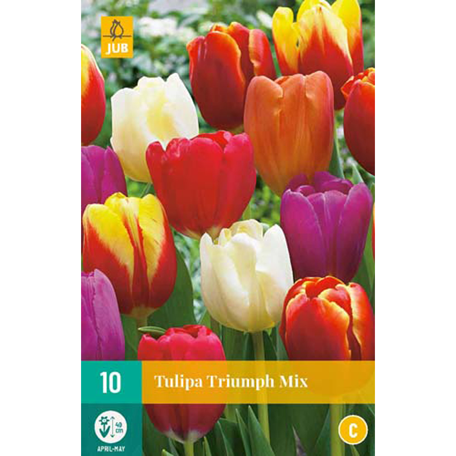 Tulipán 'Triumph' mix Tulipa 'Triumph' mix (10 db/cs)