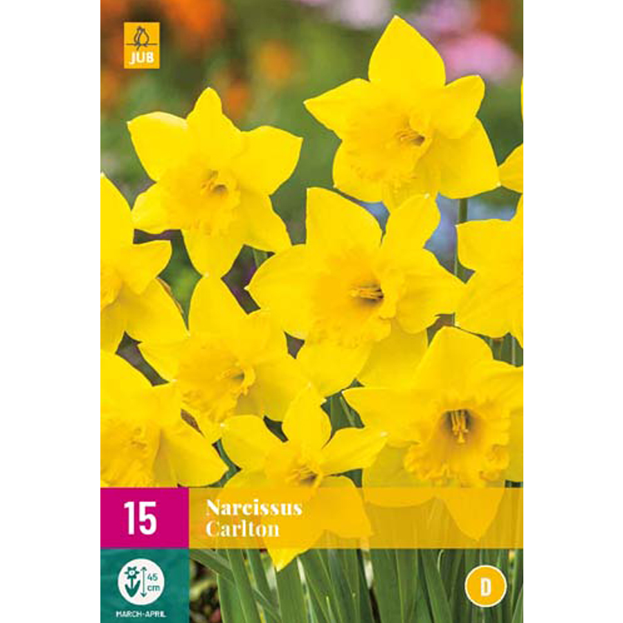 Nárcisz 'Carlton' Narcissus 'Carlton' (15 db/cs)