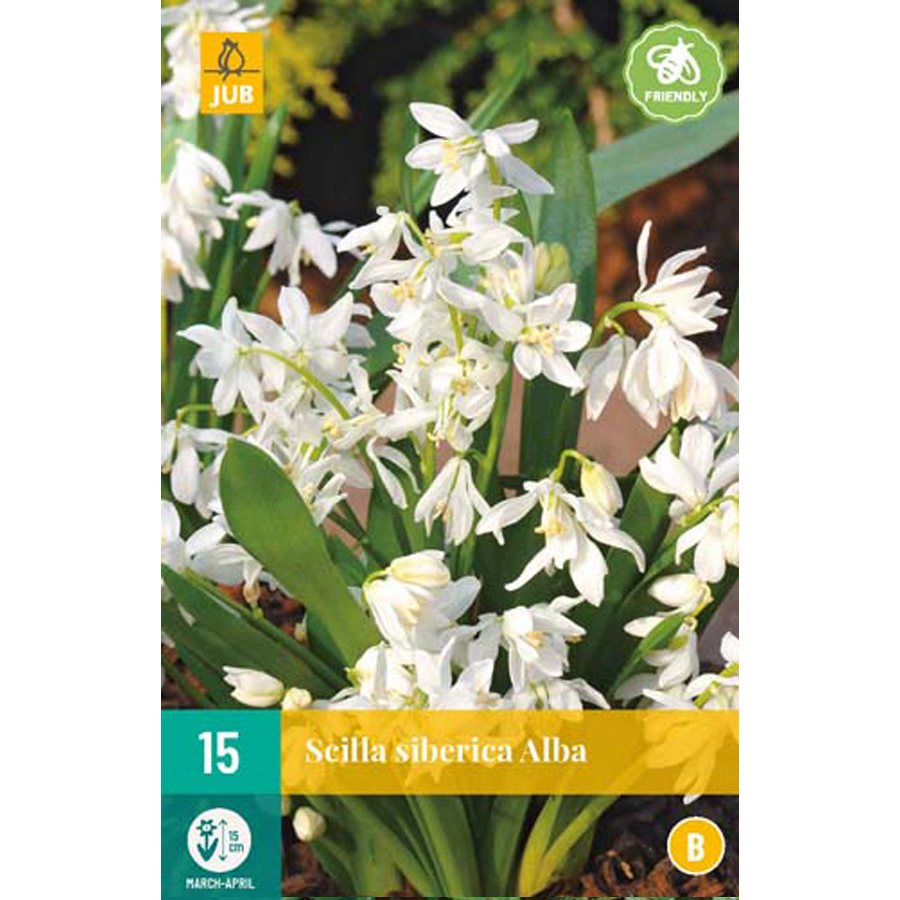 Scilla siberica 'Alba' (15 db/cs)