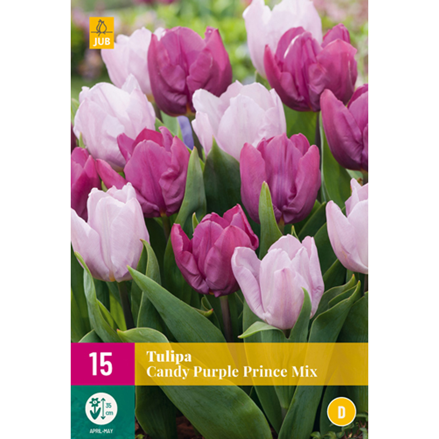 Tulipán 'Candy Purple Prince' Tulipa 'Candy Purple Prince' mix (15 db/cs)