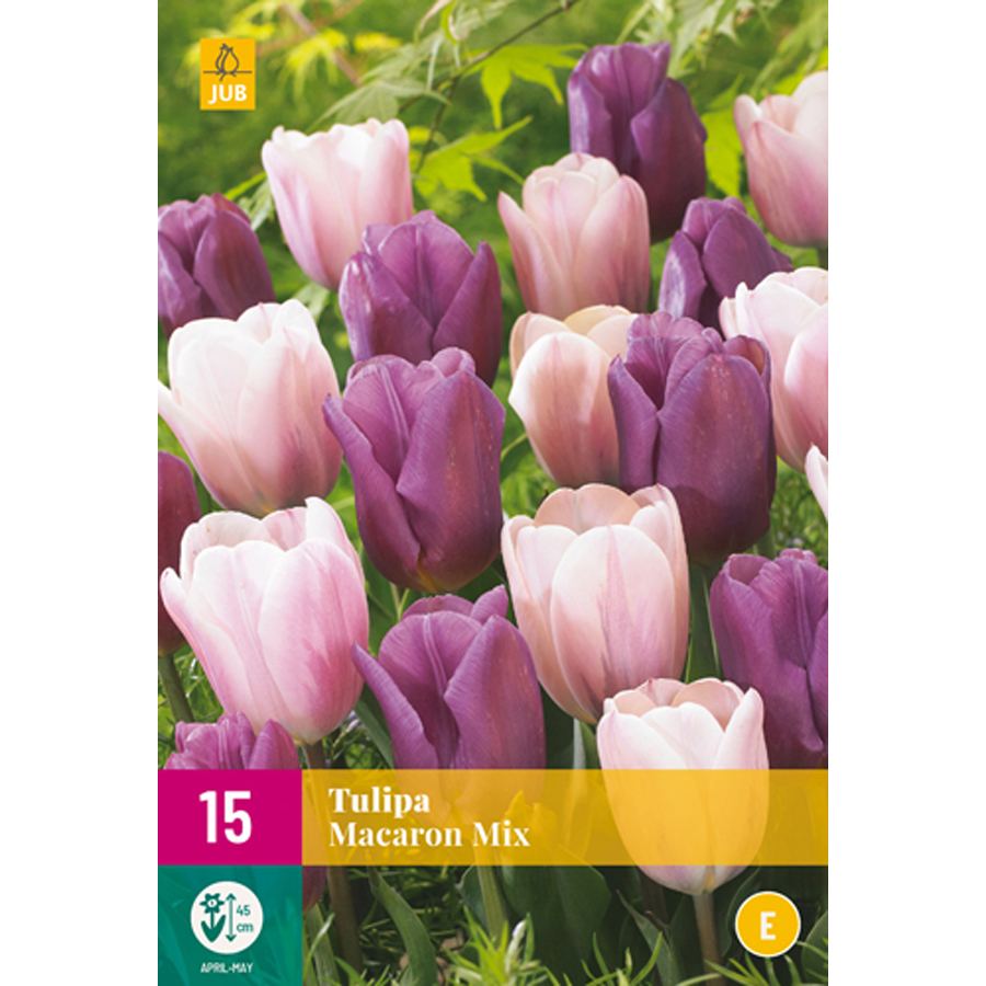 Tulipán 'Macaron' mix Tulipa 'Macaron' mix (15 db/cs)