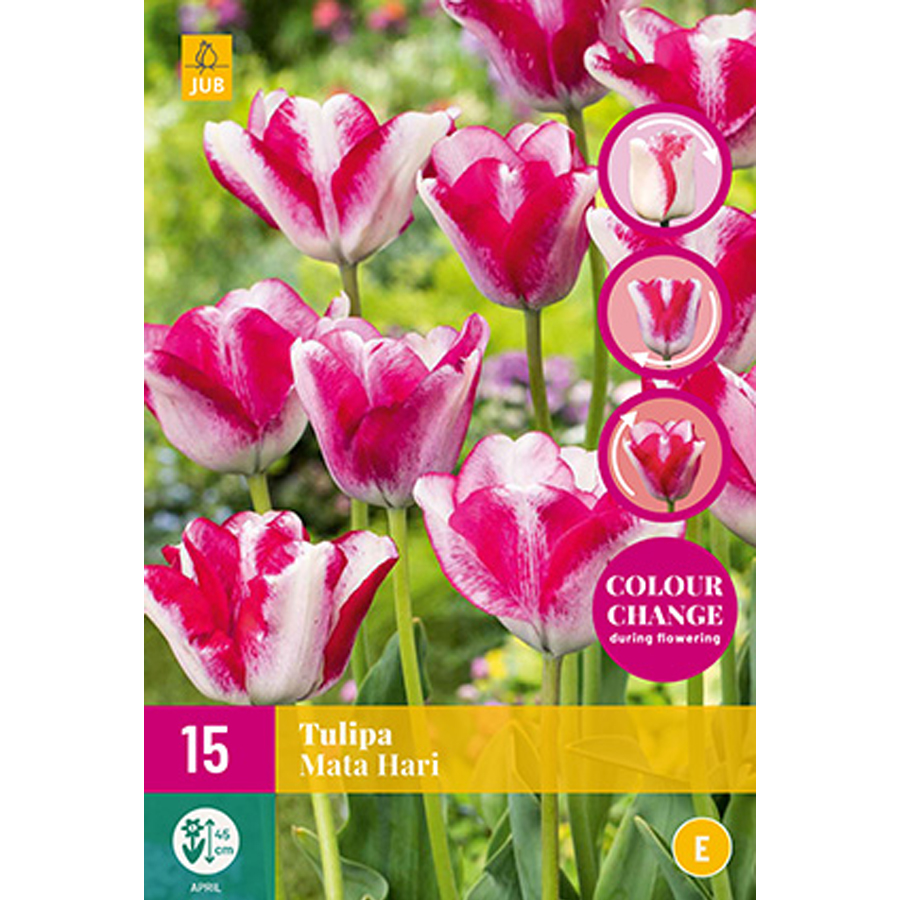 Tulipán 'Mata Hari' (színváltó Tulipa 'Mata Hari' (15 db/cs)