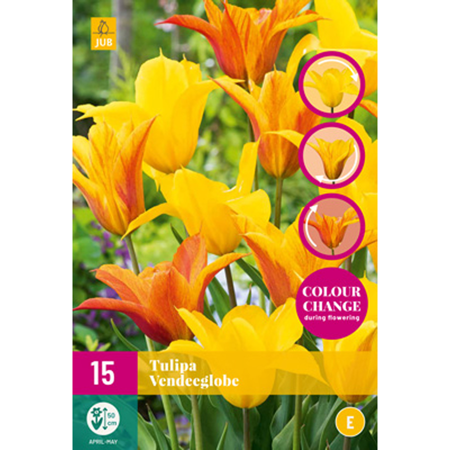 Tulipán 'Vendeeglobe' (színvál Tulipa 'Vendeeglobe' (15 db/cs)