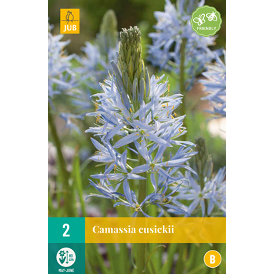 Prérigyertya Camassia cusickii (2 db/cs)