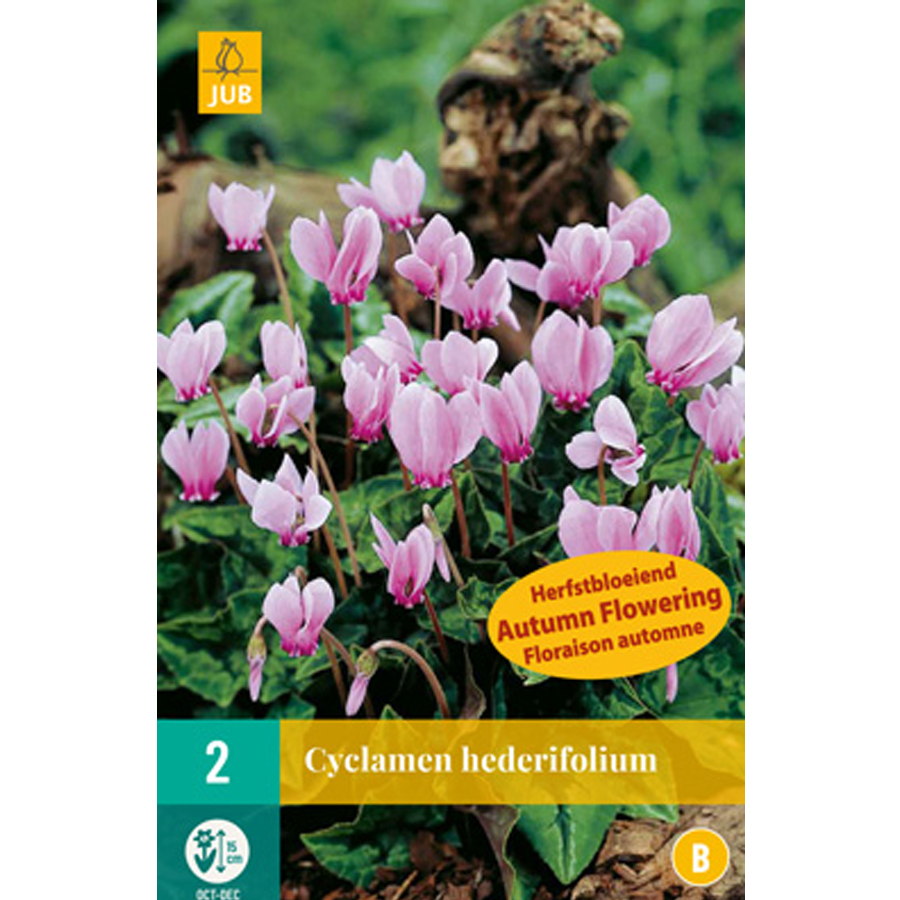 Borostyánlevelű ciklámen Cyclamen hederifolium gumó (2 db/cs)