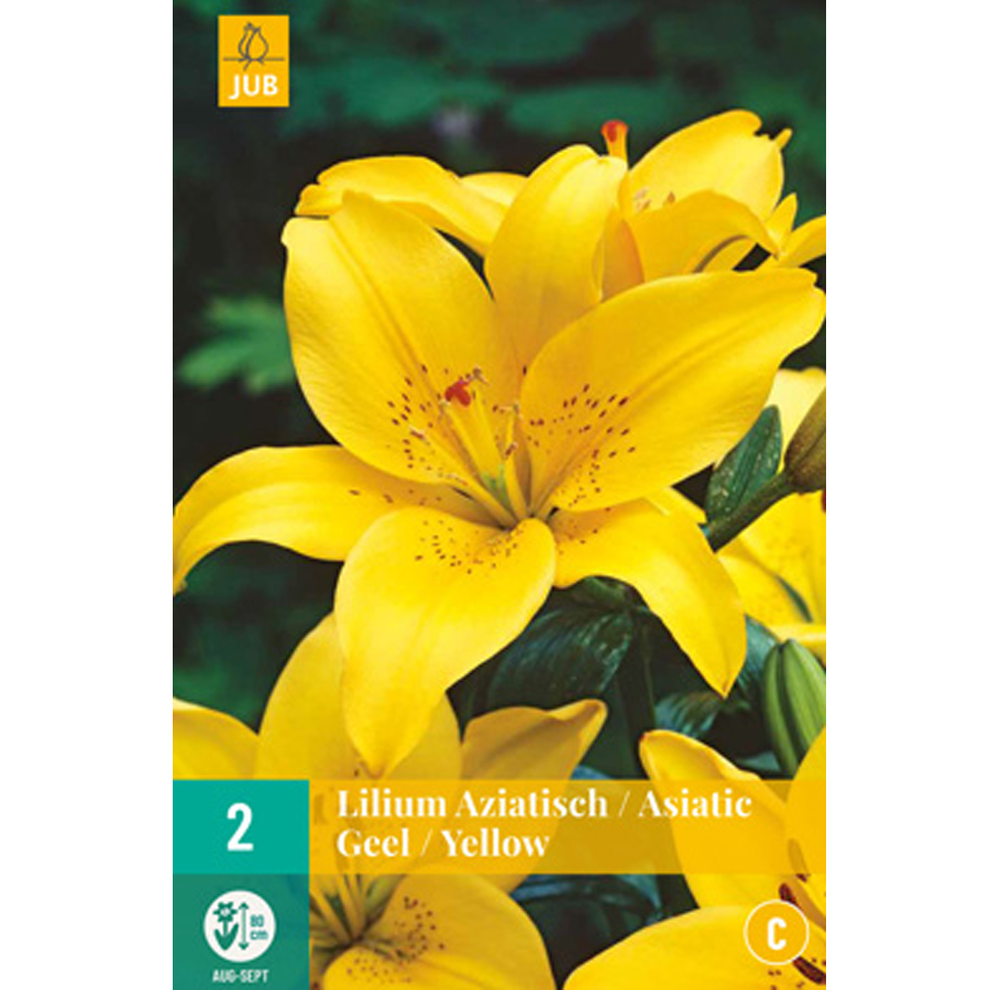 Liliom 'Asiatic Yellow' Lilium 'Asiatic Yellow' (2 db/cs)