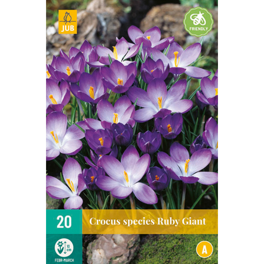 Krókusz 'Ruby Giant' Crocus 'Ruby Giant' (20 db/cs)