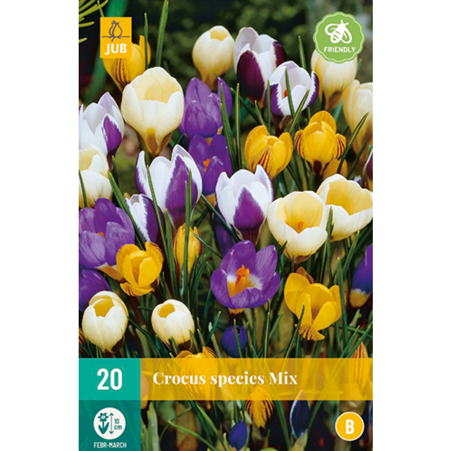 Crocus species mix (20 db/cs)