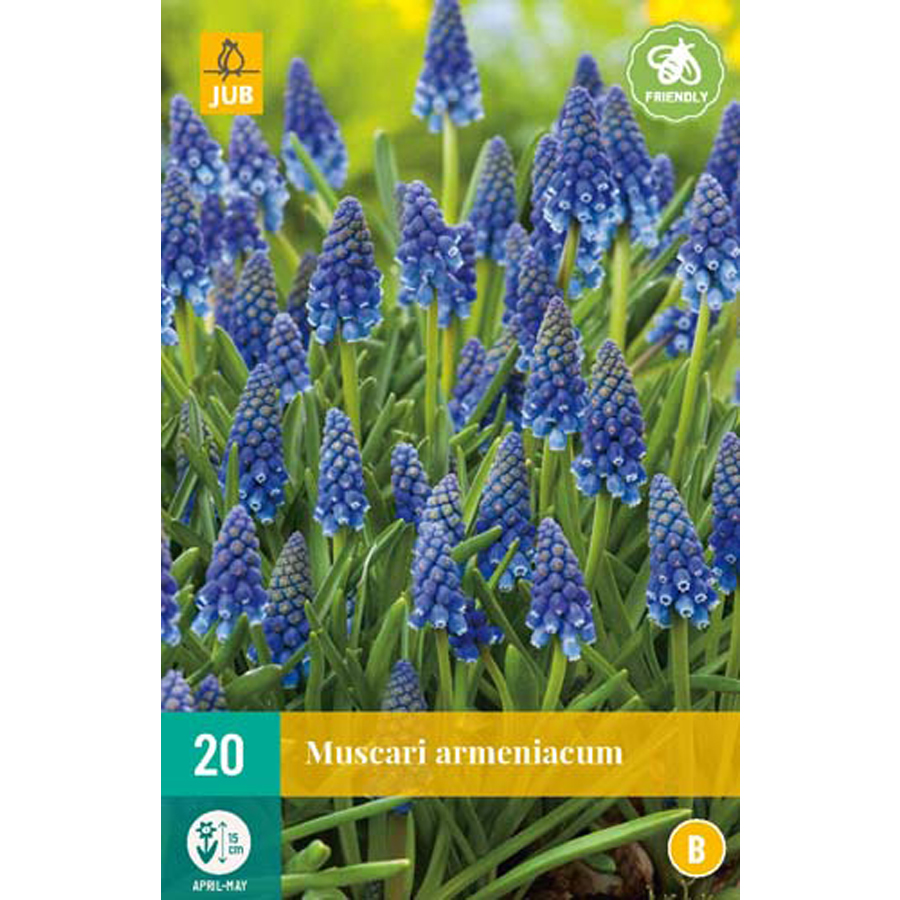 Örmény gyöngyike Muscari armeniacum (20 db/cs)
