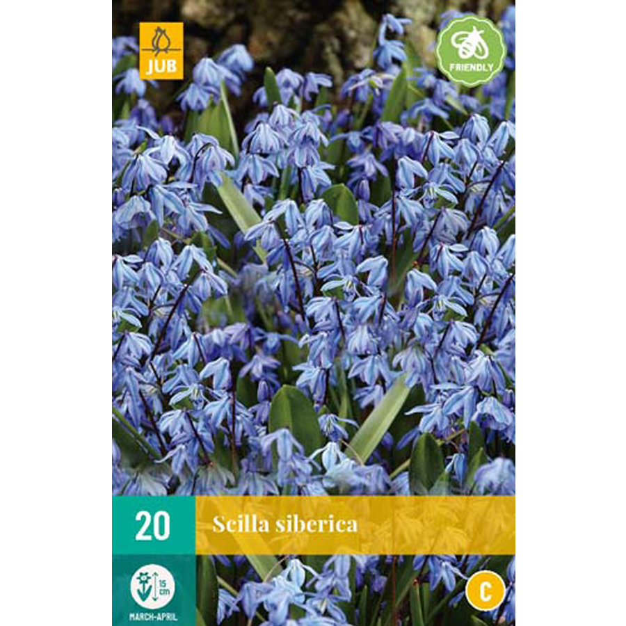 Bókoló csillagvirág Scilla siberica (20 db/cs)