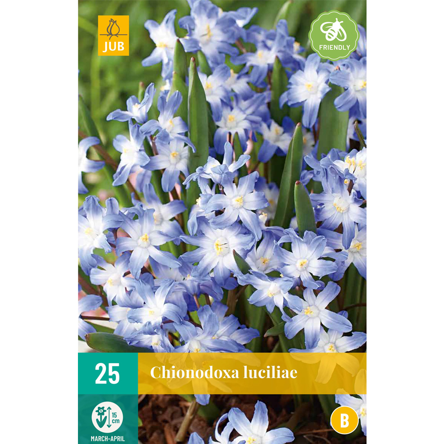 Hófény Chionodoxa luciliae (gigantea) (25 db/cs)