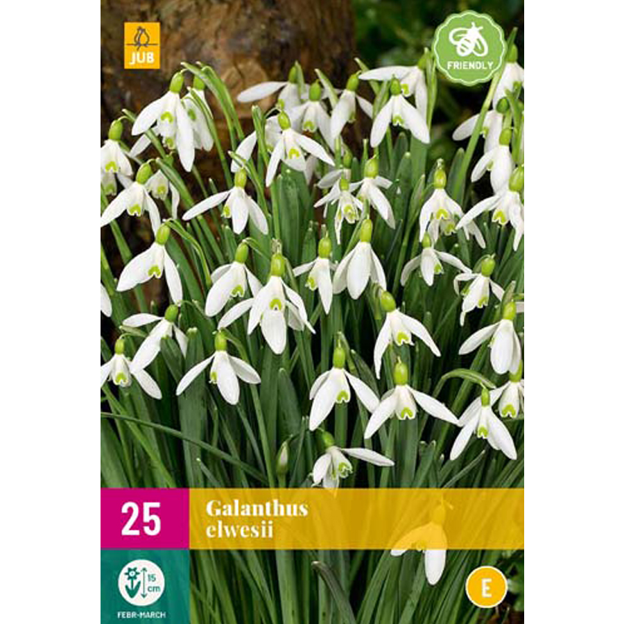Hóvirág Galanthus elwesii (25 db/cs)