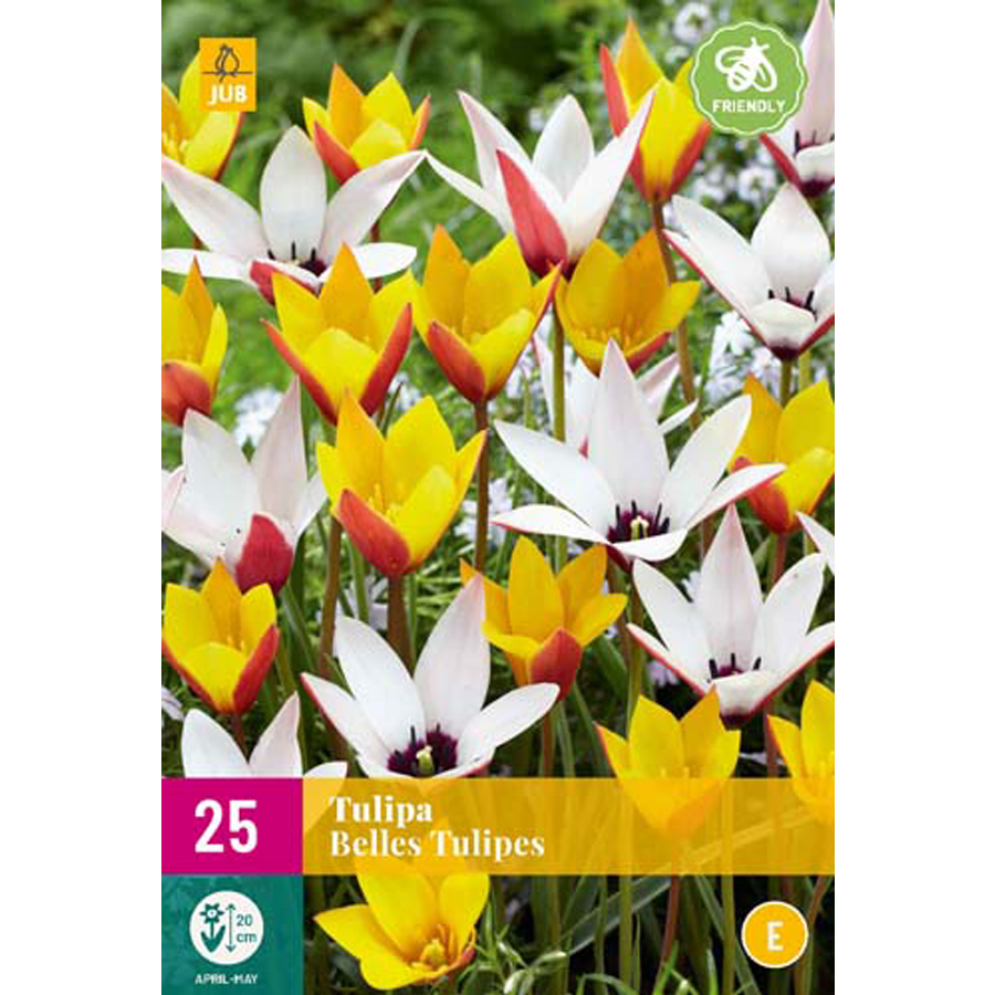 Tulipa 'Belles Tulipes' (25 db/cs)