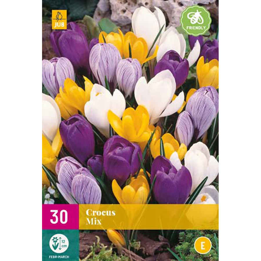 Krókusz 'Large flowering' mix Crocus 'Large flowering' mix (30 db/cs)
