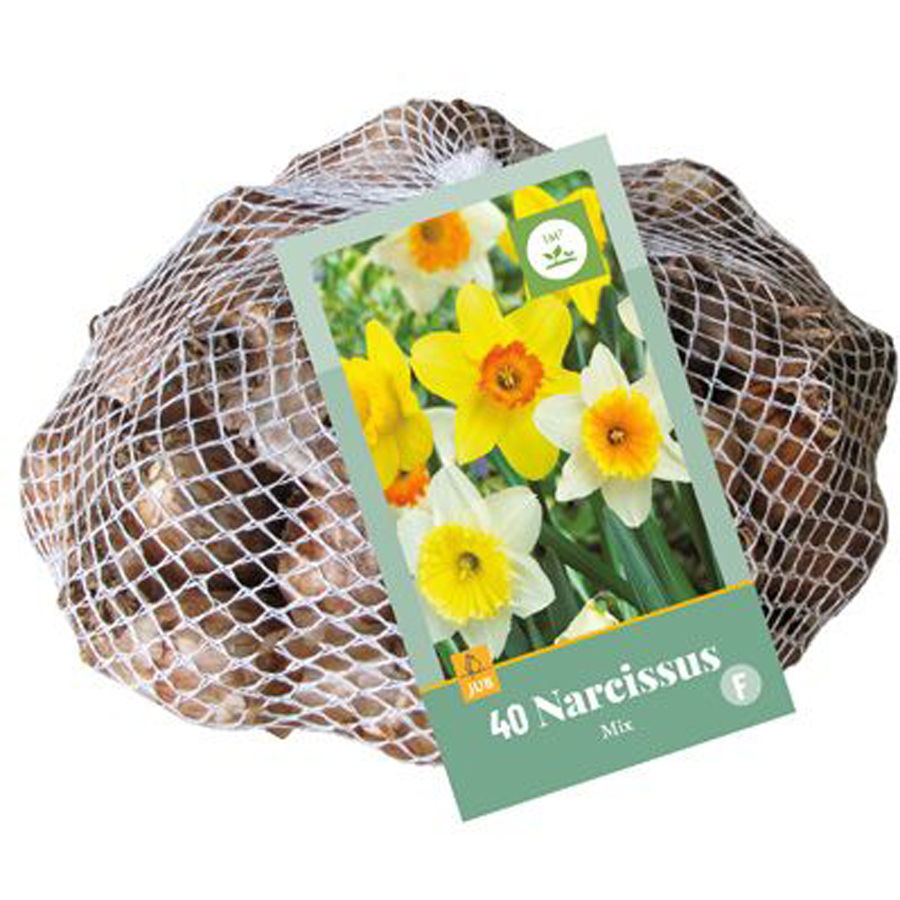 Nárcisz mix Narcissus mix (40 db/cs)