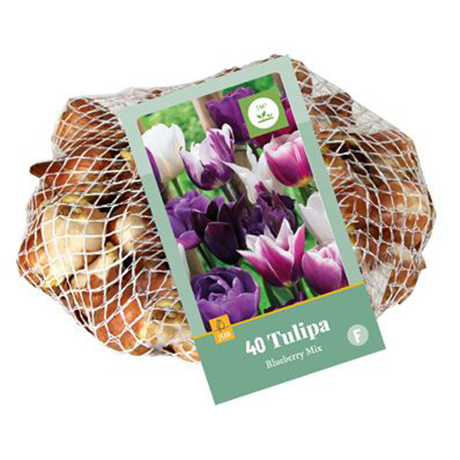 Tulipán 'Blueberry' mix Tulipa 'Blueberry' mix (40 db/cs)