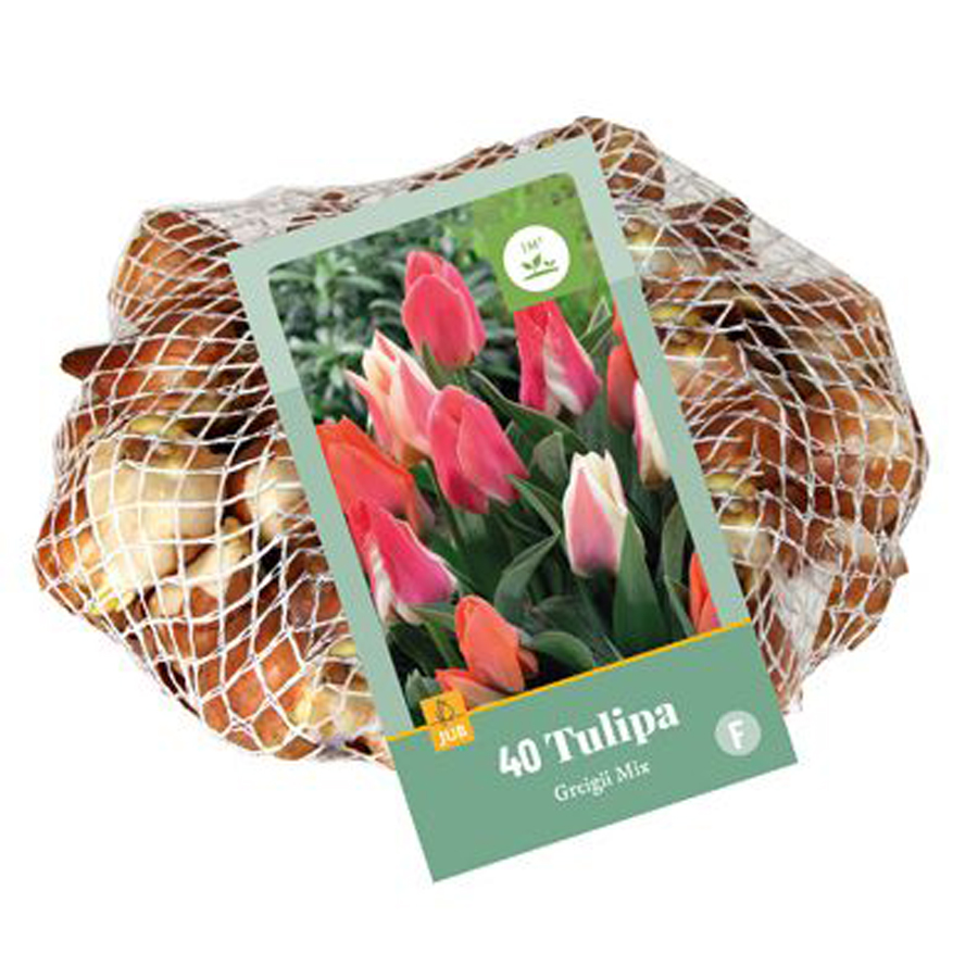 Tulipán greigii mix Tulipa greigii mix (40 db/cs)