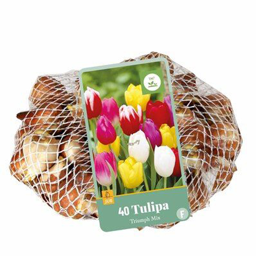 Tulipán 'Triumph' mix Tulipa 'Triumph' mix (40 db/cs)