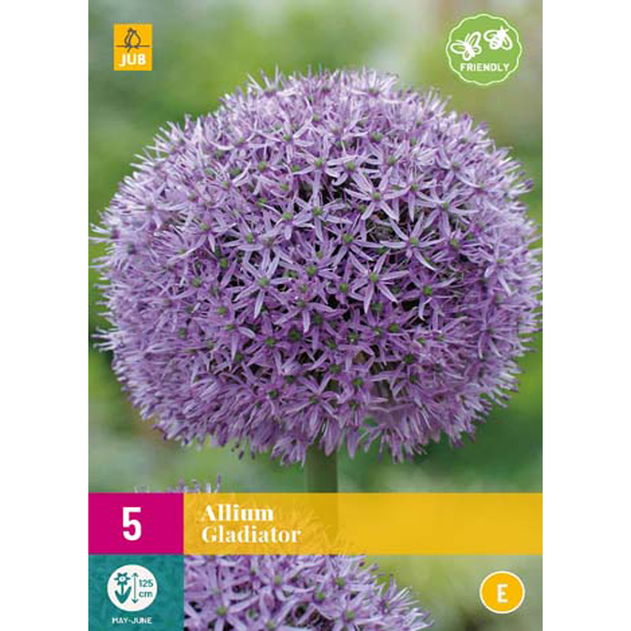 Díszhagyma 'Gladiator' Allium 'Gladiator' (5 db/cs)