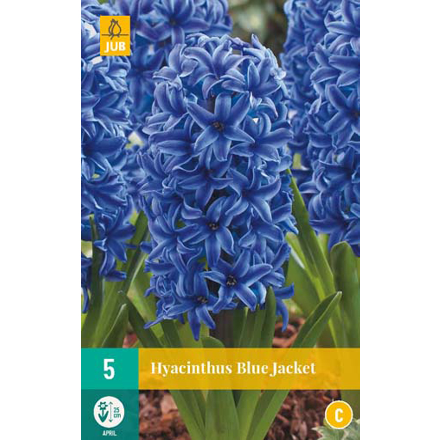 Jácint 'Blue Jacket' Hyacinthus 'Blue Jacket' (5 db/cs)