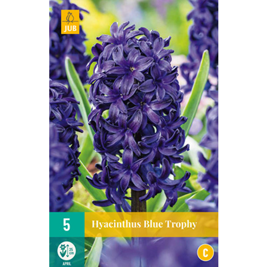 Jácint 'Blue Trophy' Hyacinthus 'Blue Trophy' (5 db/cs)